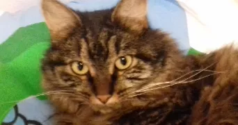 manuella pet sitter à RADDON ET CHAPENDU 70280