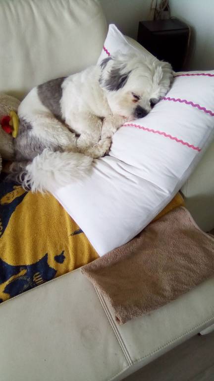 MONIQUE pet sitter à Domessin 73330_0