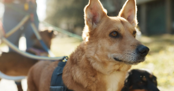 maxence pet sitter à AMBARES ET LAGRAVE 33440_4