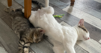 elfie pet sitter à ISSOUDUN 36100_2