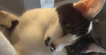 lisa pet sitter à Aix en Provence 13100