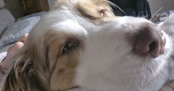 apolline pet sitter à VERSAILLES 78000_1