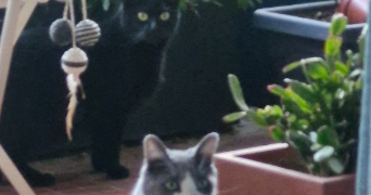 laure pet sitter à MALAKOFF 92240_9