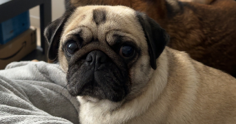 elisa pet sitter à Aussevielle 64230_7