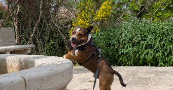 madison pet sitter à NOMDIEU 47600_4