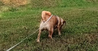 teddy pet sitter à LE CATEAU CAMBRESIS 59360_5