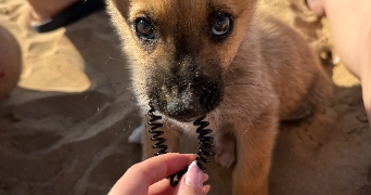 chloé pet sitter à PARIS 08 75008_5