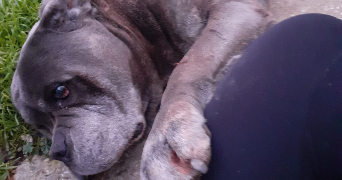 Sonja pet sitter à MASSY 91300_3