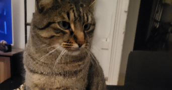 sabrina pet sitter à LYON 02 69002_1