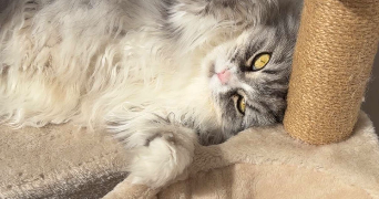 thulane pet sitter à TASSIN LA DEMI LUNE 69160_2