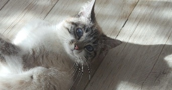 lucie pet sitter à NANTERRE 92000_5