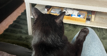 mouneïssa pet sitter à CHOLET 49300_1