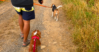 ndrazana simone dog sitter à SORBEY 55230_4