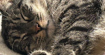 faustine pet sitter à Belfort 90000_2