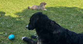 auriane pet sitter à NOYELLE VION 62810_2