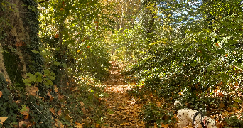 thelma pet sitter à MONTPELLIER 34000_8