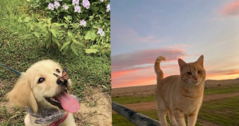 marwa pet sitter à MARSEILLE 14 13014_0