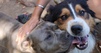 orlane pet sitter à VALLET 44330_8