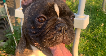 candice pet sitter à LA BOISSE 01120_4