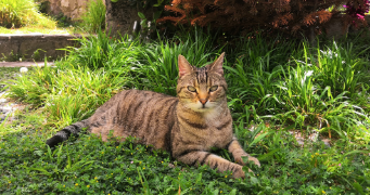 catherine pet sitter à ST LAURENT DU VAR 06700_1