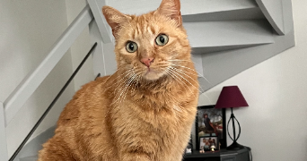 maïana pet sitter à BOUCAU 64340_4