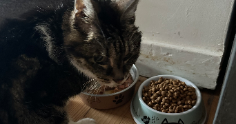 camille pet sitter à LILLE 59800_5