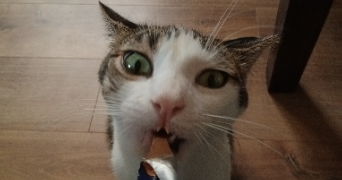 camille pet sitter à THIVIERS 24800_0