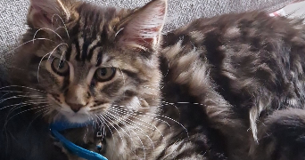 otthylie pet sitter à BRIVE LA GAILLARDE 19100_2