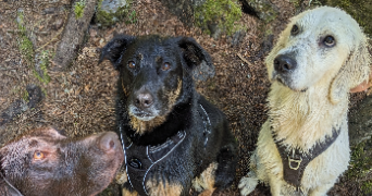 maude pet sitter à ANNEMASSE 74100_4