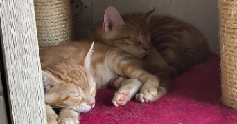 diego pet sitter à SALEILLES 66280_6