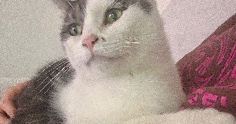 agathe pet sitter à ABSCON 59215_2