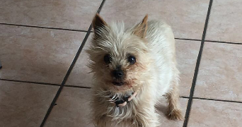 andréa pet sitter à LE CHEYLAS 38570_1