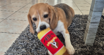 alexandra dog sitter à AVRAINVILLE 88130_2