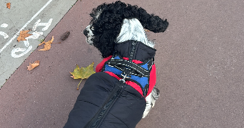 aida pet sitter à PARIS 15 75015_6