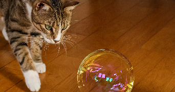 mathilde pet sitter à TOURS 37000_3