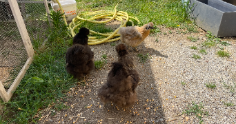 anais pet sitter à BOUAYE 44830_2