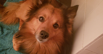 mélissa pet sitter à CORBEIL ESSONNES 91100_2