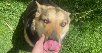 boutaina pet sitter à METZ 57070_1