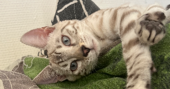 laurine pet sitter à LIGNIERES 10130_2