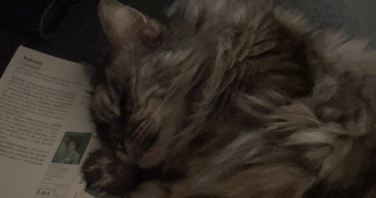 lili-rose pet sitter à BREUREY LES FAVERNEY 70160_2