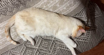 orléane pet sitter à AMIENS 80000_1