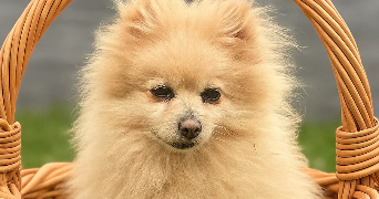 amandine pet sitter à MARIGNY LE LOZON 50570_1