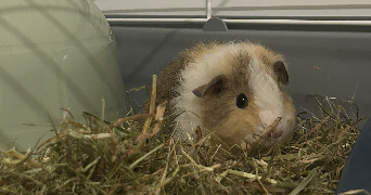 elodie pet sitter à HYERES 83400_7