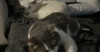 maylis pet sitter à VITREUX 39350_0