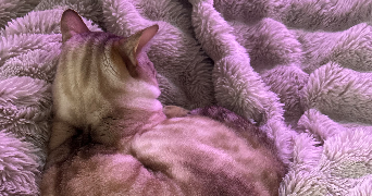 dounia pet sitter à REMAUCOURT 08220_3