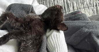 jeanne pet sitter à ROMANS SUR ISERE 26100_5