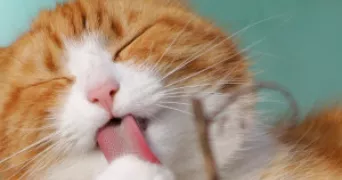 matthieu pet sitter à LA CIOTAT 13600
