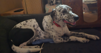 ambre pet sitter à PUSIGNAN 69330_8
