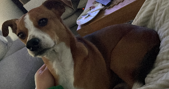 vanessa pet sitter à MERIGNAC 33700_5