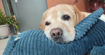 raquel pet sitter à BOISSET ET GAUJAC 30140_0